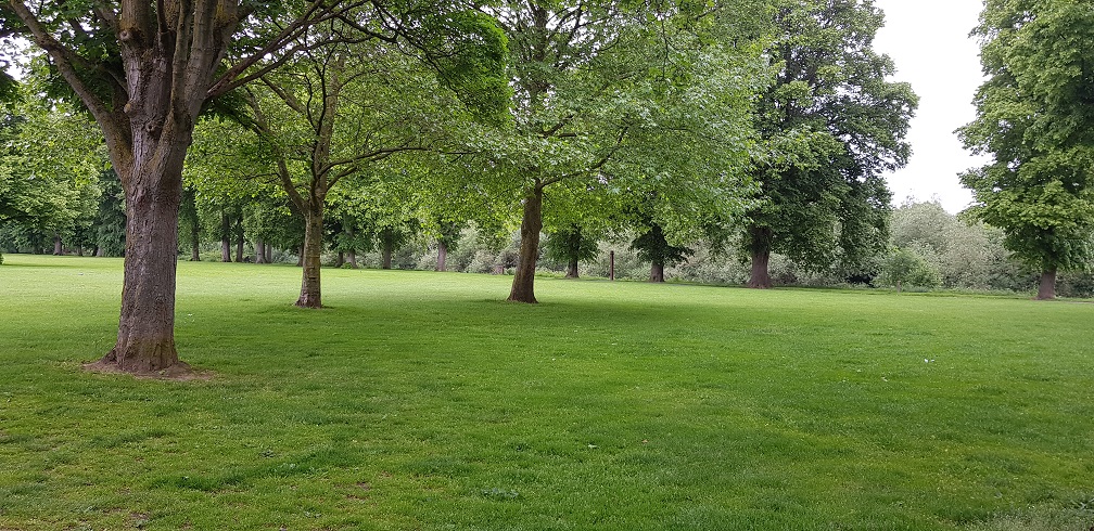 Image of trees on mown grass